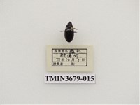 藏品(龍蝨、牙蟲)的圖片